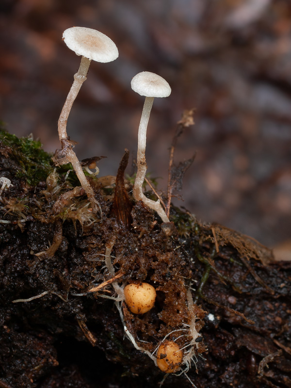 Collybia cookei